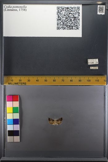 Media type: image;   Entomology 754034